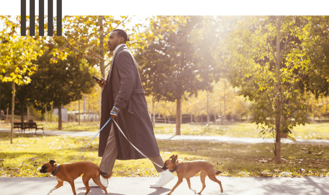 Man walking with his dogs in a park